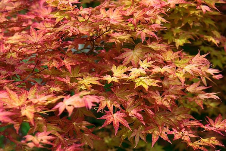 Acer palmatum 'Shin-Deshojo', Japanese Maple Shin-Deshojo, Japanese maple 'Shindeshojo', Tree with fall color, Fall color, Attractive bark Tree, red leaves, Red Acer, Red Japanese Maple, Red Maple